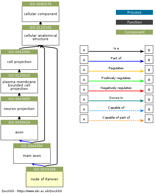 An example of a Gene Ontology graph for the entity “node of Ranvier”, which is a component of a neuron. Obtained from https://www.ebi.ac.uk/QuickGO/GTerm?id=GO:0033268.